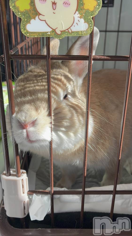 ��ë����Х��顦�����CLUB��Paladin(����֡��ѥ�ǥ���) ��̤�2��5���̥�֥����֤���ʷ�������(`���ء���)��