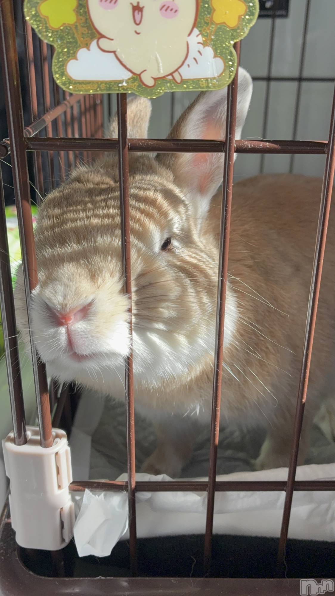 ��ë����Х��顦�����CLUB��Paladin(����֡��ѥ�ǥ���) ��2026ǯ2��5���̥�֥����֤���ʷ�������(`���ء���)��