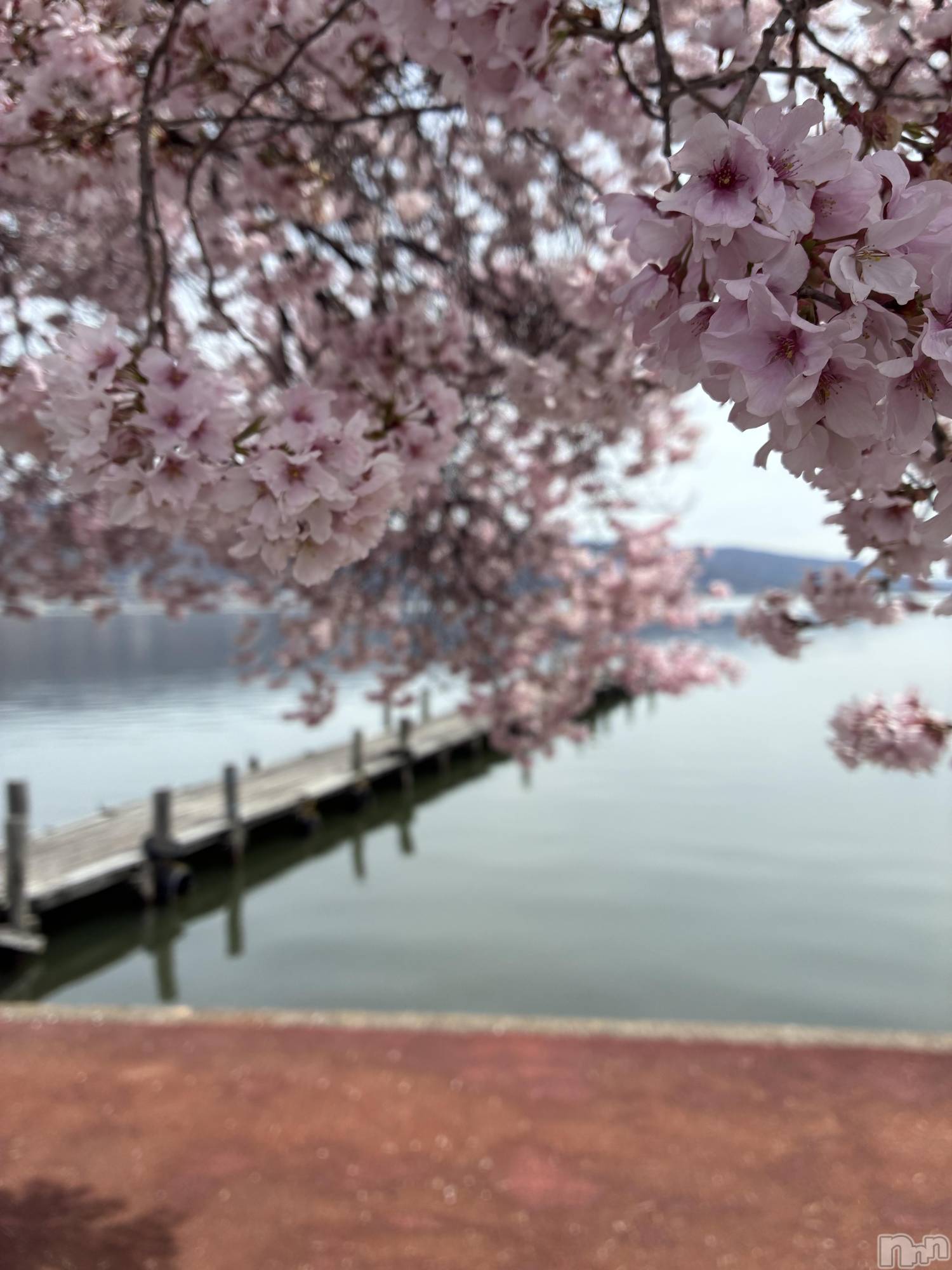 ��ë����Х��顦�����CLUB��Paladin(����֡��ѥ�ǥ���) ��2026ǯ4��9���̥�֥����ֺ�𓂃🌸𓈒𓏸��