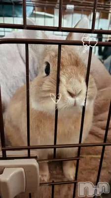 ��󤴹����ʤ�����🍎