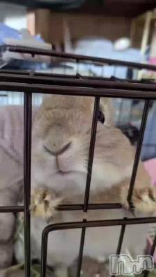 ���ꤳ���ʤ�Ǥ�🐇⸒⸒