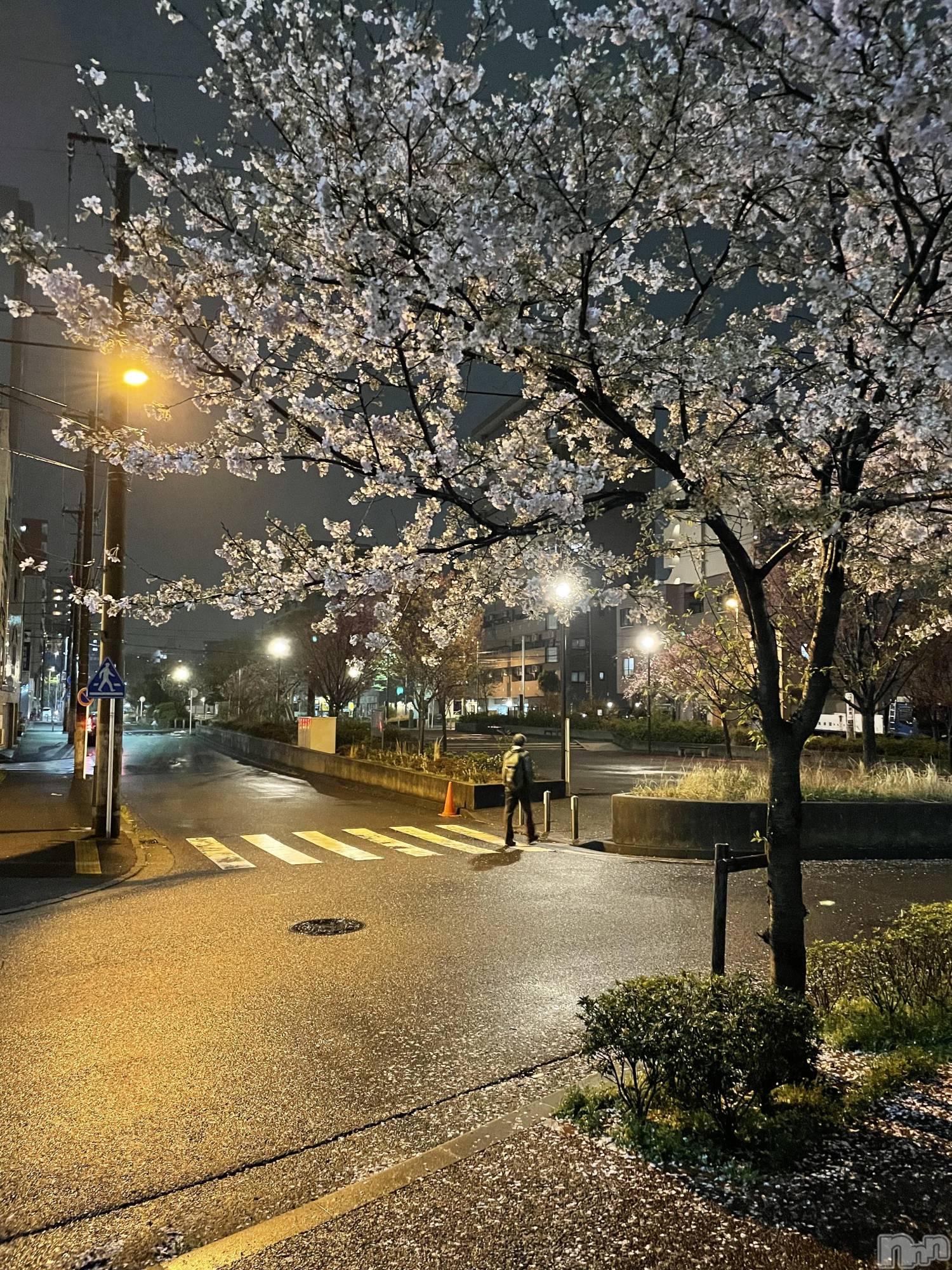 ��Į�ۥ��ȡ��ܡ������С�A151(�����������ݥ���) ��2026ǯ4��2���̥�֥����ֺ餭�ؤ��