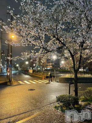 ��Į�ۥ��ȡ��ܡ������С�A151(�����������ݥ���) ���� ����(34)��4��2���̥�֥����ֺ餭�ؤ��