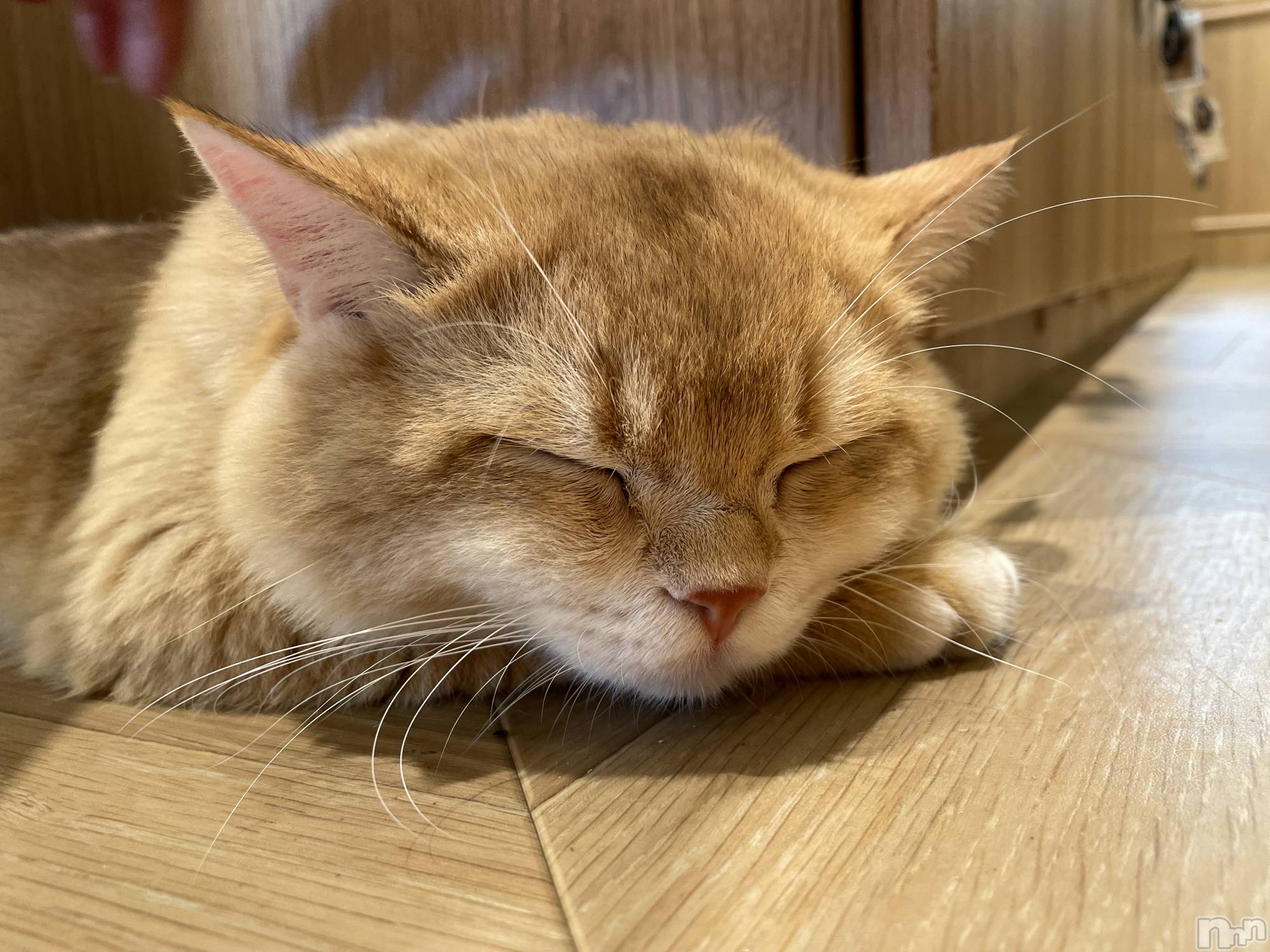 ƲХ顦JARDIN CLUB(󥯥) 2025ǯ1114̥֥😸