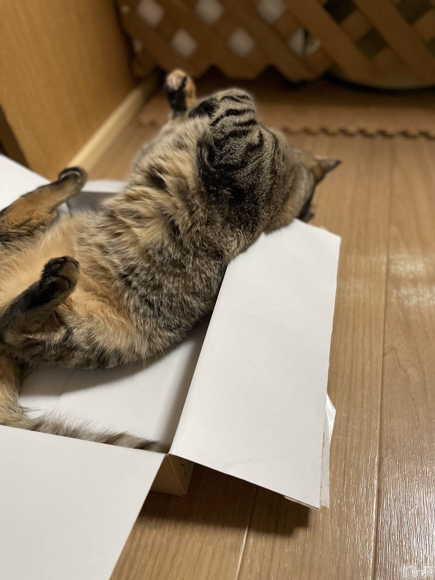 ��Ʋ����Х��顦�����JARDIN CLUB(�������󥯥��) ��2026ǯ1��3���̥�֥�����Ȣ�Ϥ߽Ф�̼��