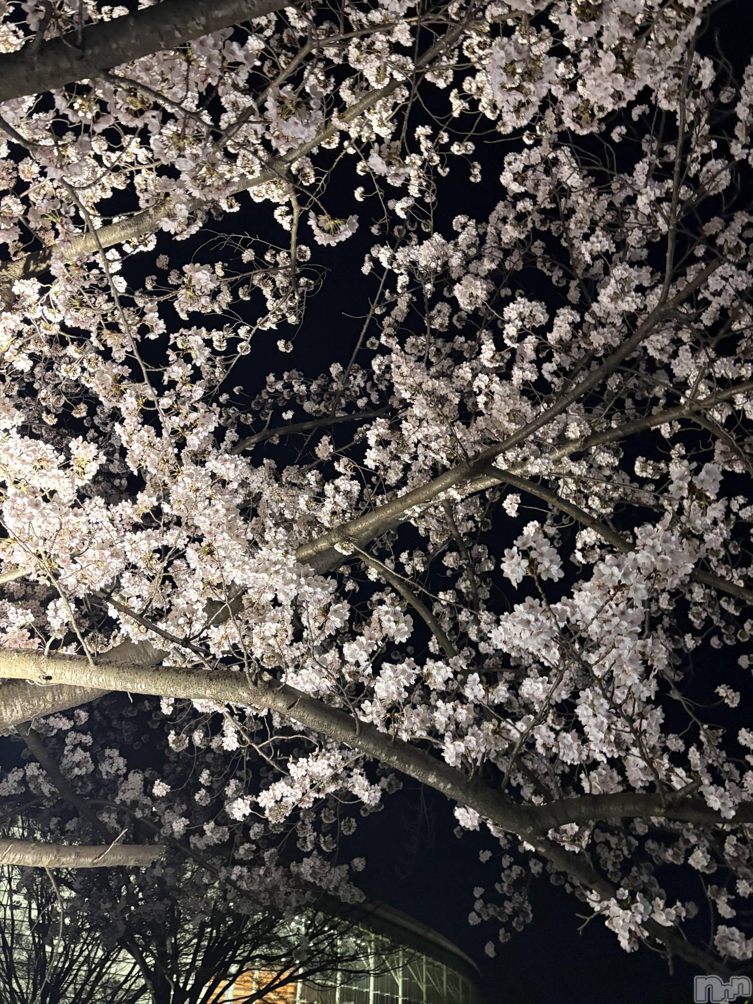 �����������Х��顦�����GRAND ROUGE(�����롼����) ��2026ǯ4��7���̥�֥����֥ߥ륯����