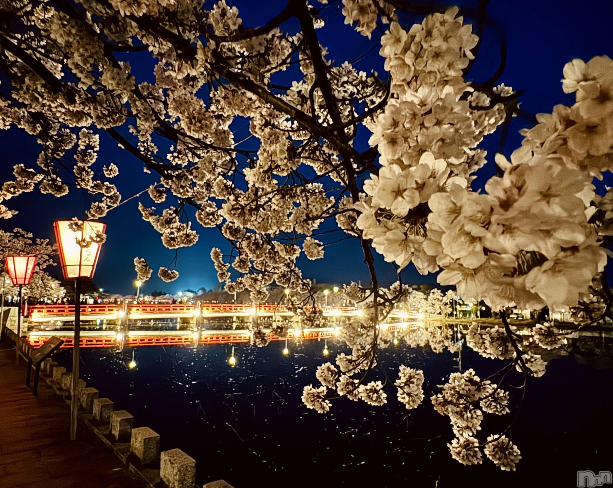 長岡デリヘルMimi(ミミ)ほのか★月間RANK7位★(26)の2026年4月17日写メブログ「夜桜🌙🌸」