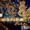 長岡デリヘル Mimi(ミミ) ほのか(26)の4月17日写メブログ「夜桜🌙🌸」
