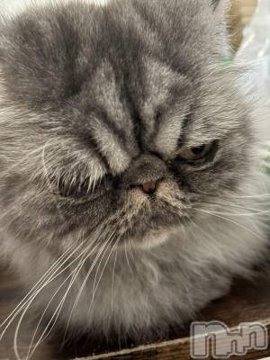 ȯѥ˥󥯥ֿ㥳 -㥳ѥ˥󥯥-(˥ -˥ѥ˥󥯥-) Ϥ뤫ԤNEWե(22)922̥֥ïǤ