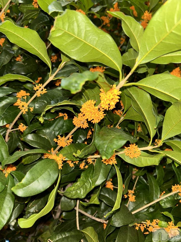 㡦ȯĥꥢ󥺥MYIRO-ޥ-(ޥ) ߤ1024̥֥ǺǤޤ