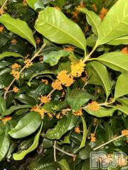 新潟メンズエステMYIRO　-マイロ-(マイロ) きりみ(25)の10月24日写メブログ「悩んでます」