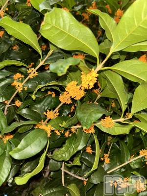 新潟メンズエステ MYIRO　-マイロ-(マイロ) きりみ(25)の10月24日写メブログ「悩んでます」