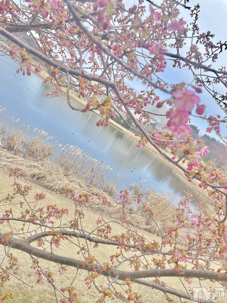 新潟デリヘル人妻楼　新潟店(ヒトヅマロウ　ニイガタテン) 笑美香(24)の4月2日写メブログ「春ですね☘️🌸」