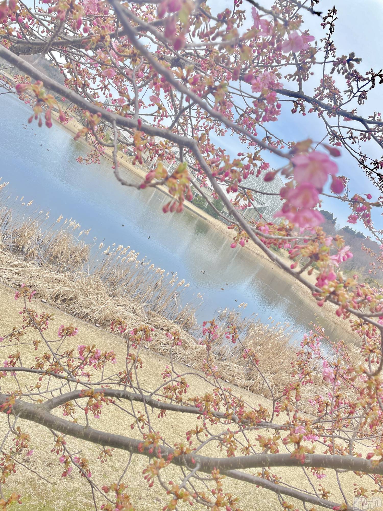 新潟デリヘル人妻楼　新潟店(ヒトヅマロウ　ニイガタテン)笑美香(24)の2026年4月2日写メブログ「春ですね☘️🌸」