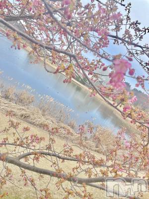 新潟デリヘル 人妻楼　新潟店(ヒトヅマロウ　ニイガタテン) 笑美香(24)の4月2日写メブログ「春ですね☘️🌸」