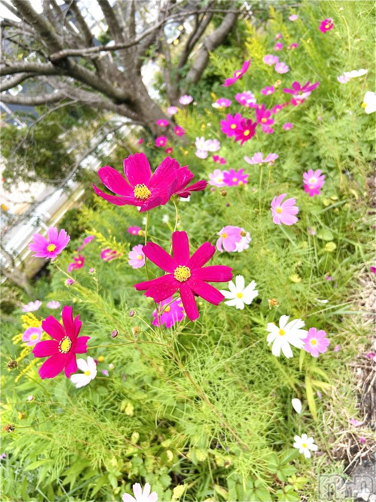 Х顦ֽϽХ Lips(奯祭Хåץ) Ϥ1013ֽ̥֥