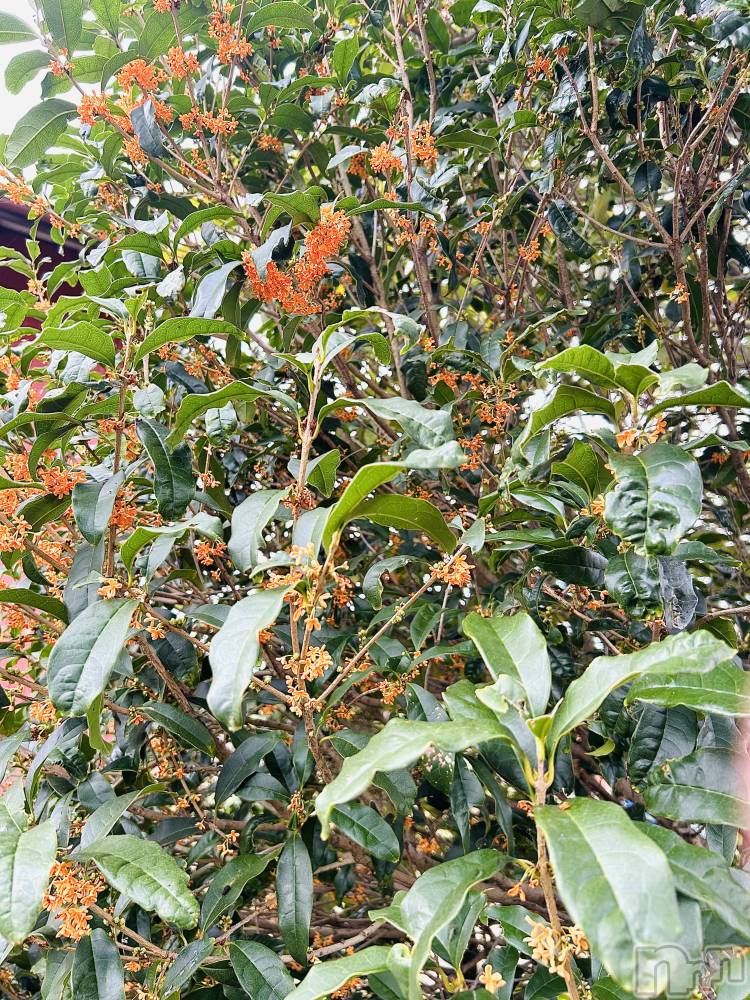 Х顦ֽϽХ Lips(奯祭Хåץ) Ϥ1014ֶ̥֥ںԡ