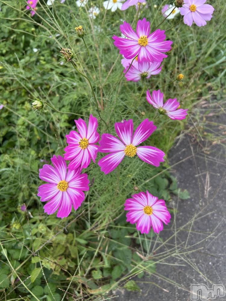 Х顦ֽϽХ Lips(奯祭Хåץ) Ϥ1023̥֥Ρ