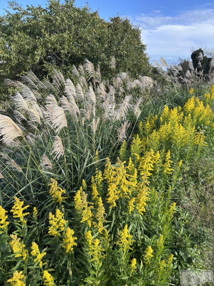 Х顦ֽϽХ Lips(奯祭Хåץ) Ϥ112̥֥👵🏻