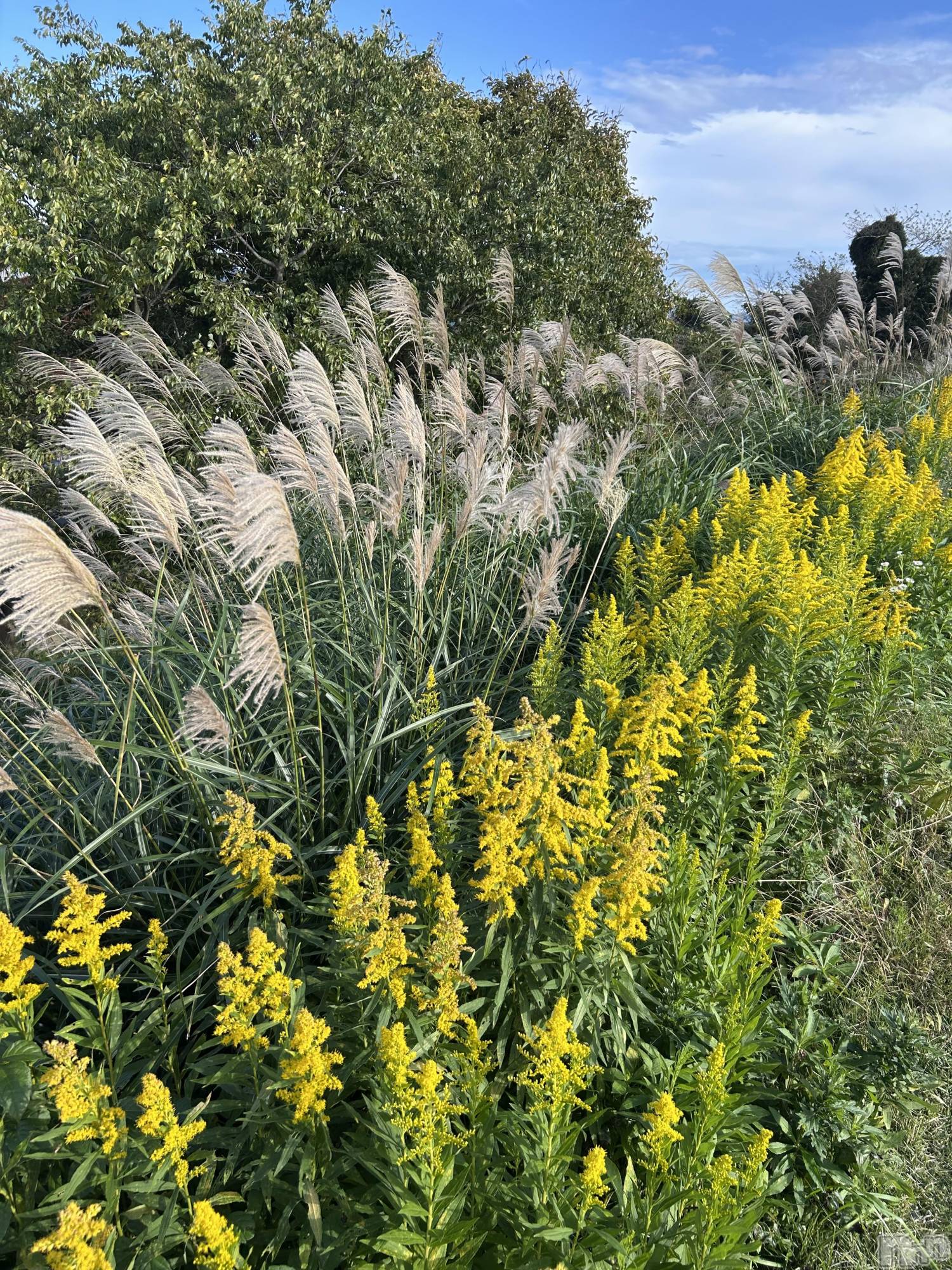 Х顦ֽϽХ Lips(奯祭Хåץ) 2025ǯ112̥֥👵🏻