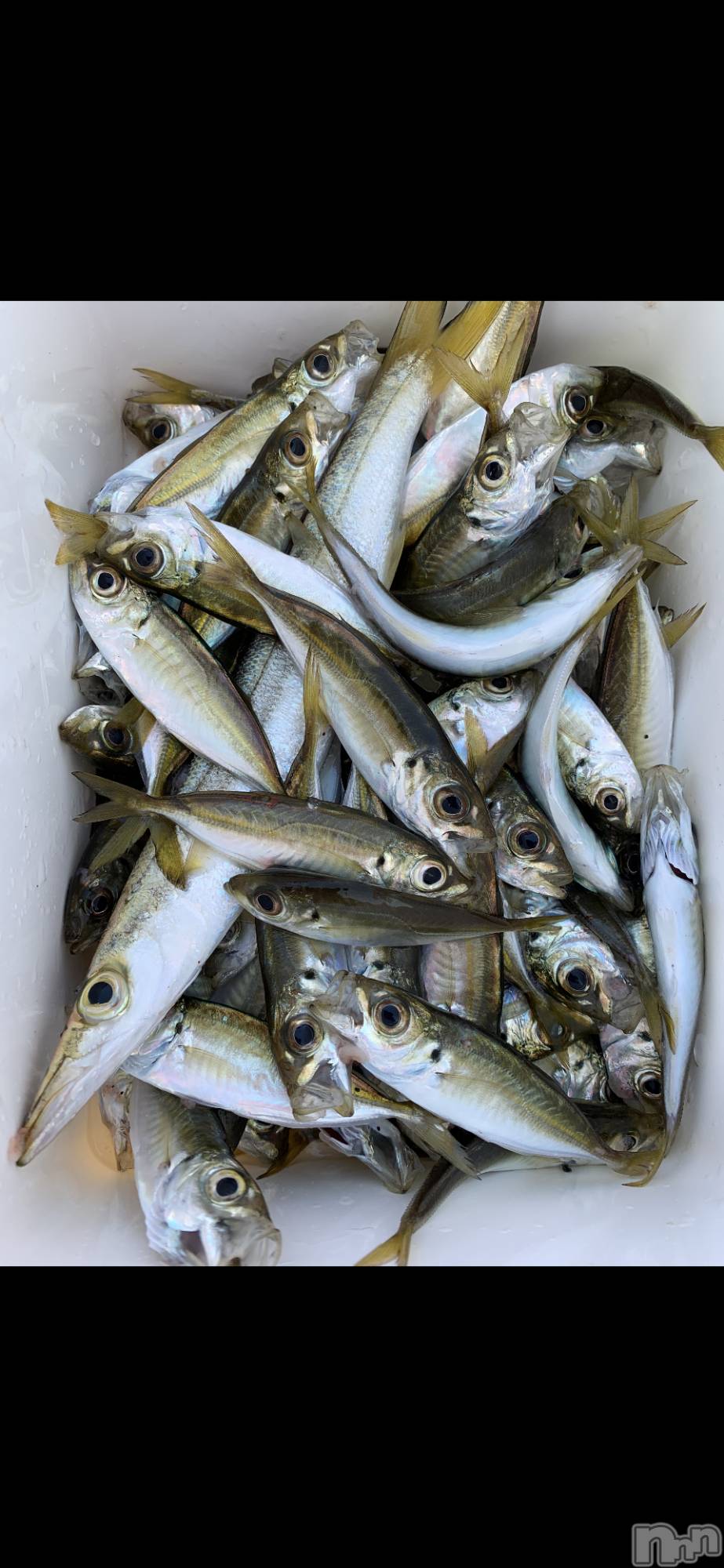 Х顦ֽϽХ Lips(奯祭Хåץ) 2025ǯ114̥֥֥ӥ