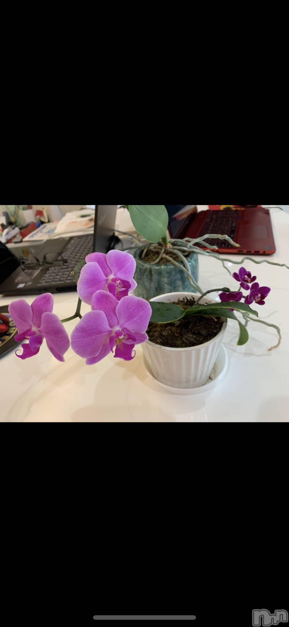 Х顦ֽϽХ Lips(奯祭Хåץ) 2025ǯ114ָ̥֥ĳ