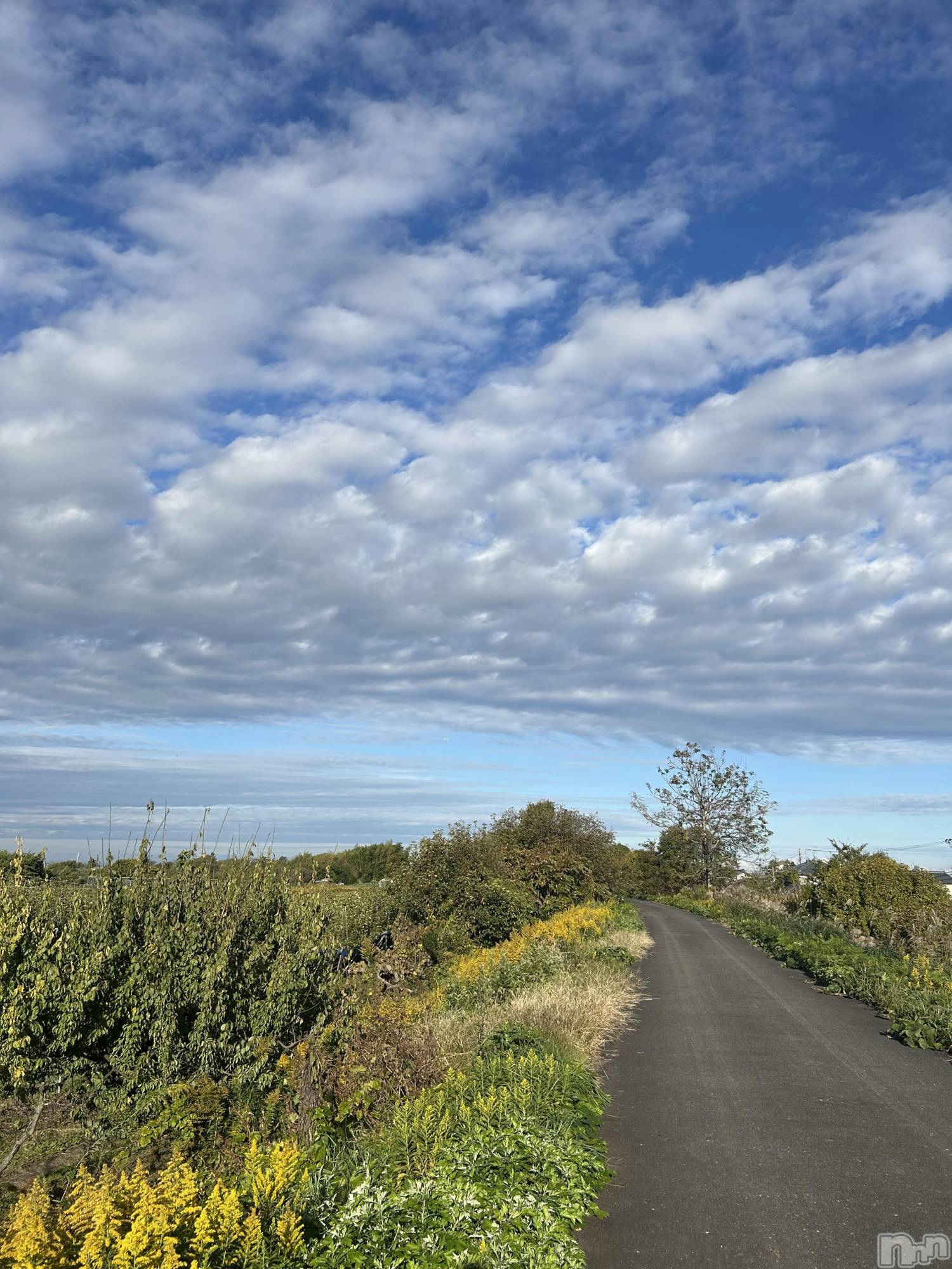 Х顦ֽϽХ Lips(奯祭Хåץ) 2025ǯ116ֻ̥֥