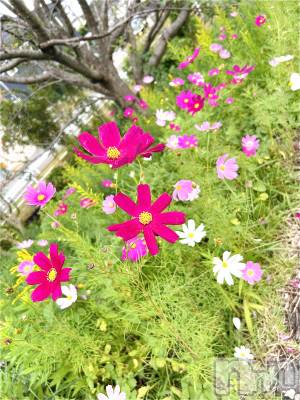 Х顦ֽϽХ Lips(奯祭Хåץ) Ϥ1013ֽ̥֥