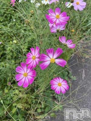 Х顦ֽϽХ Lips(奯祭Хåץ) Ϥ1023̥֥Ρ