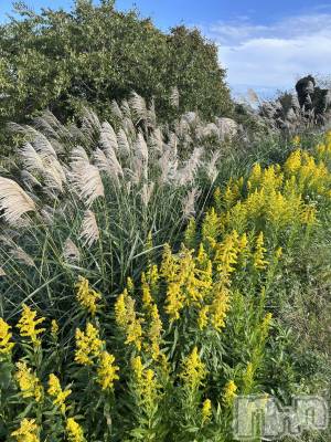 Х顦ֽϽХ Lips(奯祭Хåץ) Ϥ112̥֥👵🏻