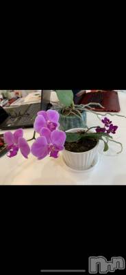 Х顦ֽϽХ Lips(奯祭Хåץ) Ϥ114ָ̥֥ĳ