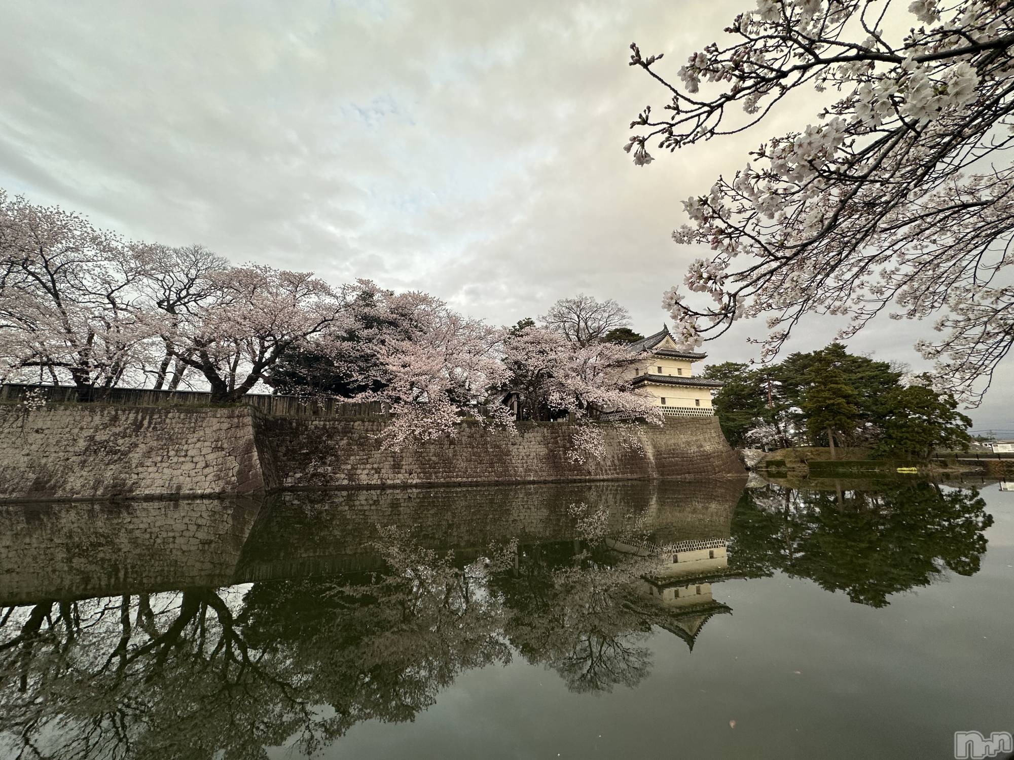 ����������ʥå��������륺�С����ʥå�Bar Peace(���ʥå��С� �ԡ���) ��2026ǯ4��8���̥�֥�����🌸🍡��