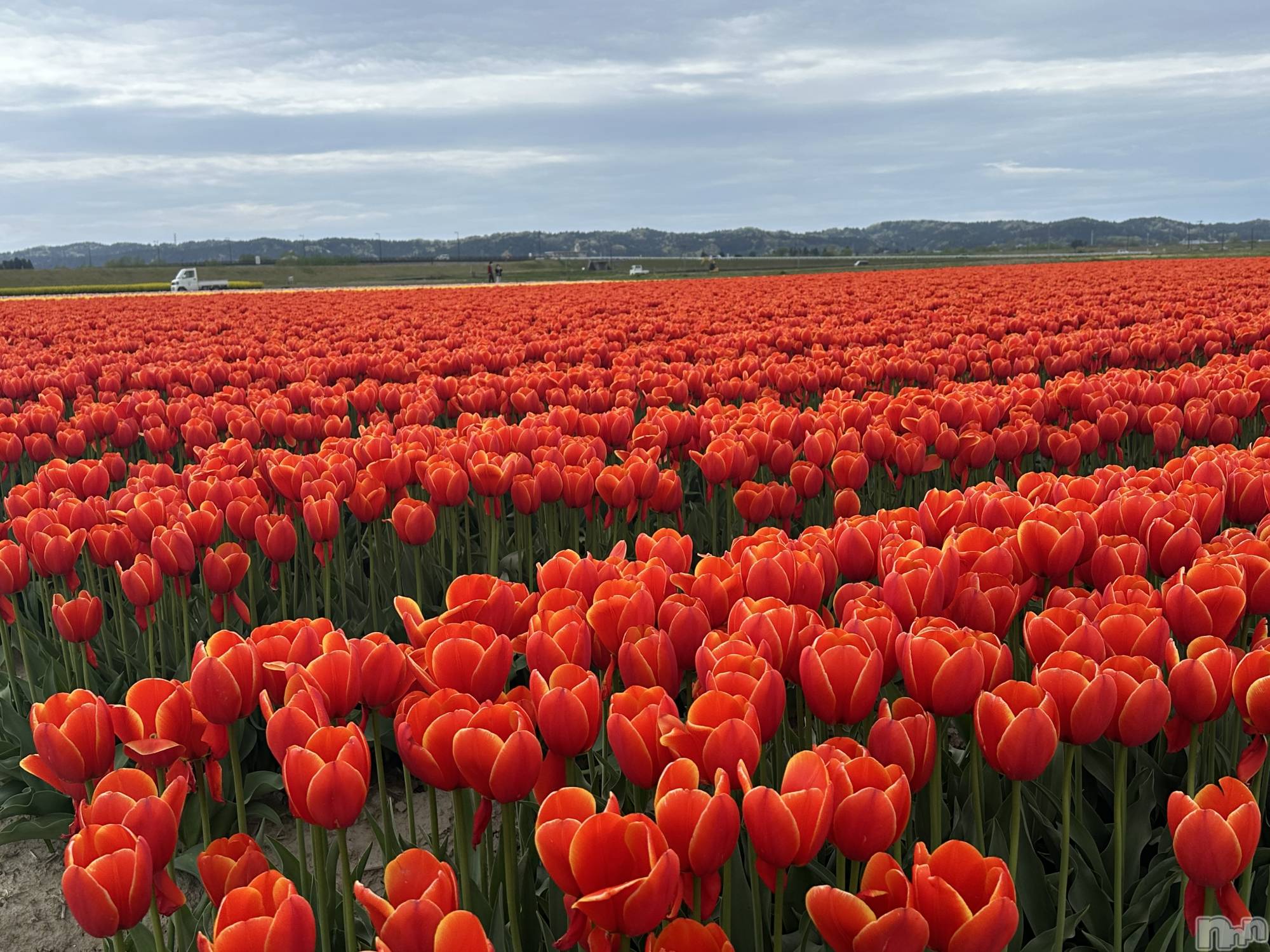 ����������ʥå��������륺�С����ʥå�Bar Peace(���ʥå��С� �ԡ���) ��2026ǯ4��23���̥�֥�����🌷🤍��