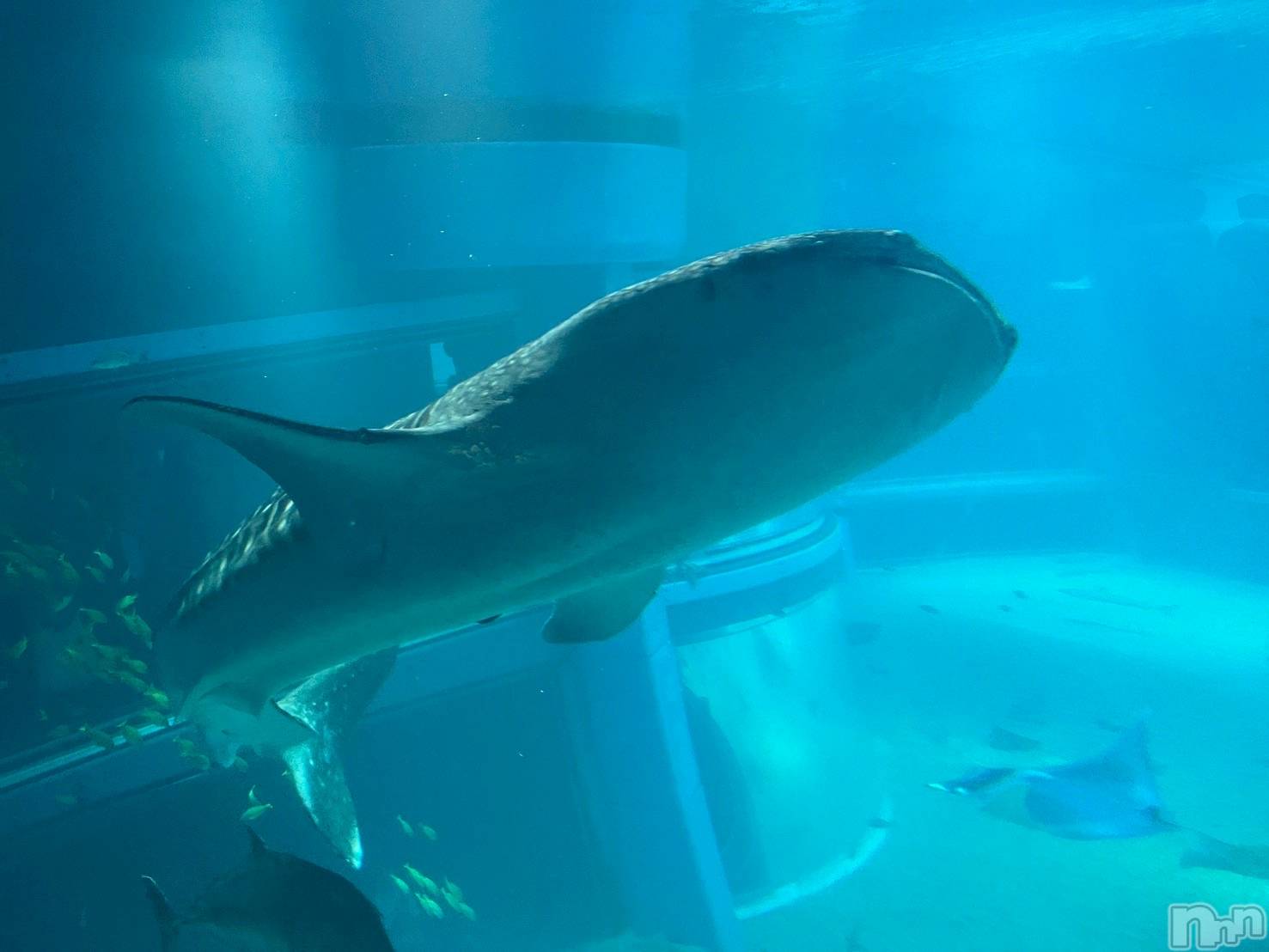 ĹХ顦CLUB FELIX( եꥯ) 2025ǯ1121̥֥🐟✨🫧