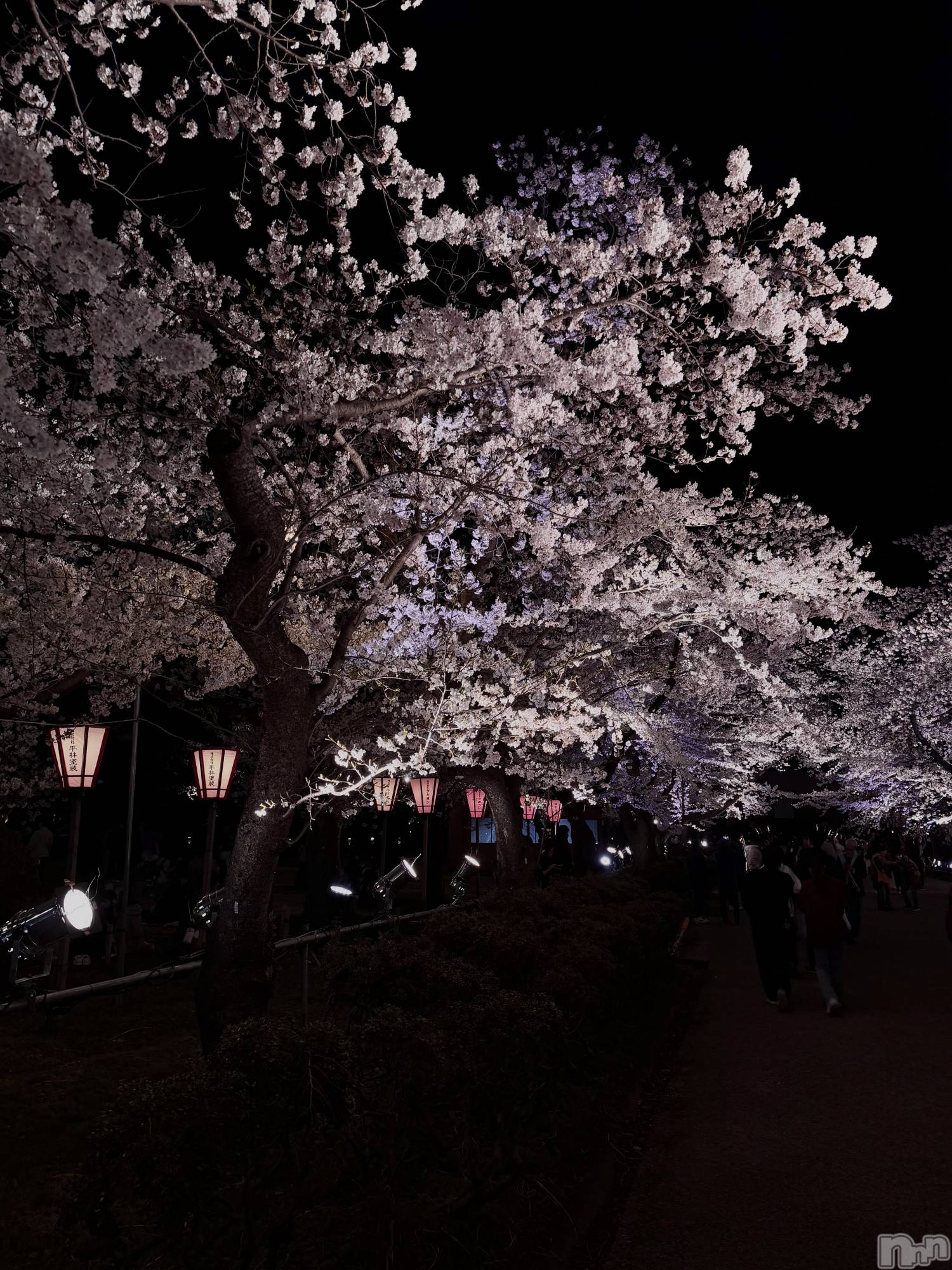 �����������Х��顦�����Club Calnet(����֡������) ��2026ǯ4��9���̥�֥����֤�äȡ���🥺🌸��