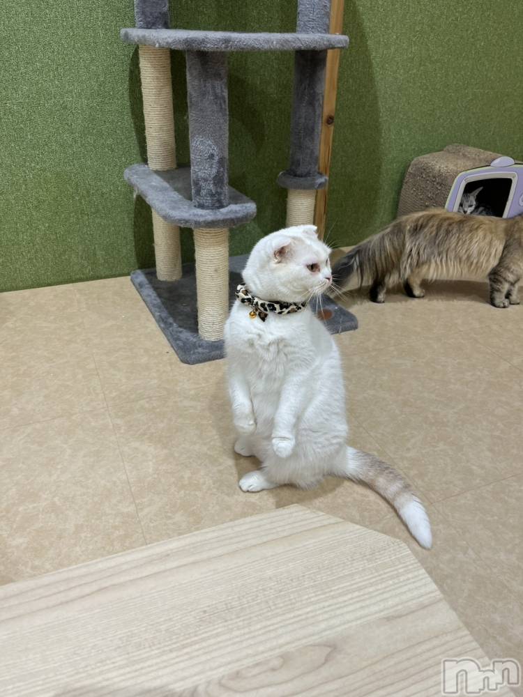 ƲХ顦clubTiara(ƥ) Τ1016̥֥1016 2110ʬΥ֥