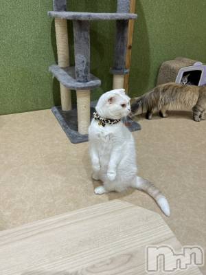 ƲХ顦clubTiara(ƥ) Τ1016̥֥1016 2110ʬΥ֥