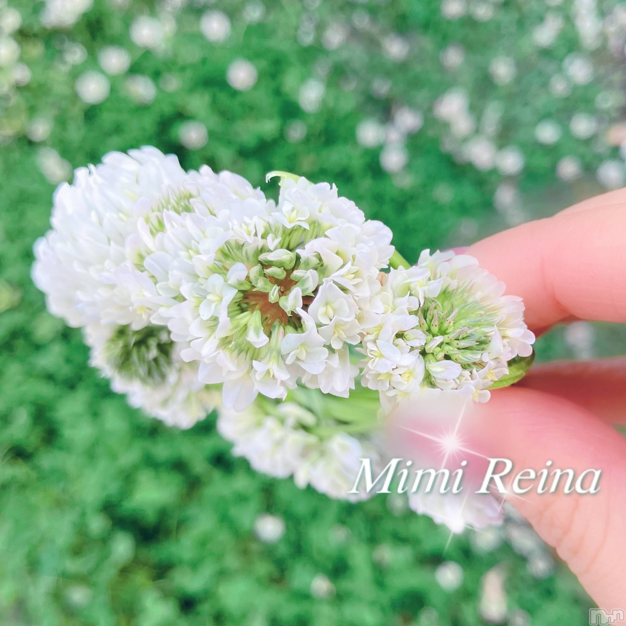 長岡デリヘルMimi(ミミ)れいな(26)の2026年5月31日写メブログ「来週の出勤予定☁️🤍」