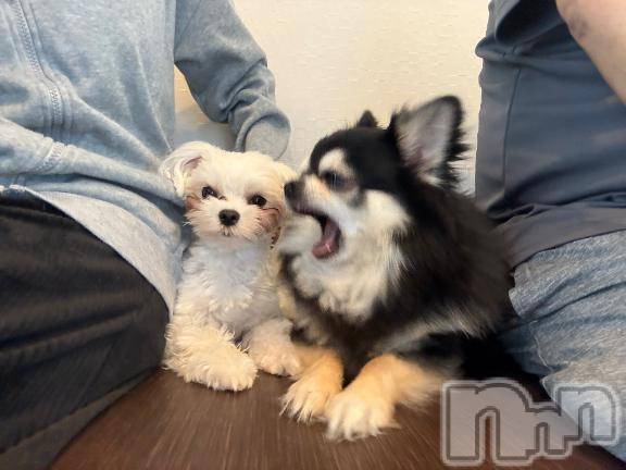 新潟ソープ新潟バニーコレクション(ニイガタバニーコレクション) ハンナ(22)の1月30日写メブログ「お礼日記2文にしてって言ったお兄さんw」