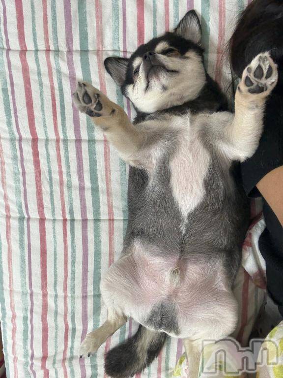 新潟ソープ新潟バニーコレクション(ニイガタバニーコレクション) ハンナ(22)の2月25日写メブログ「北海道のお兄さん❄️」