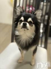 新潟ソープ新潟バニーコレクション(ニイガタバニーコレクション) ハンナ(22)の1月27日写メブログ「どっち派？？/」