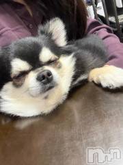 新潟ソープ新潟バニーコレクション(ニイガタバニーコレクション) ハンナ(22)の2月1日写メブログ「ありがとう♡」