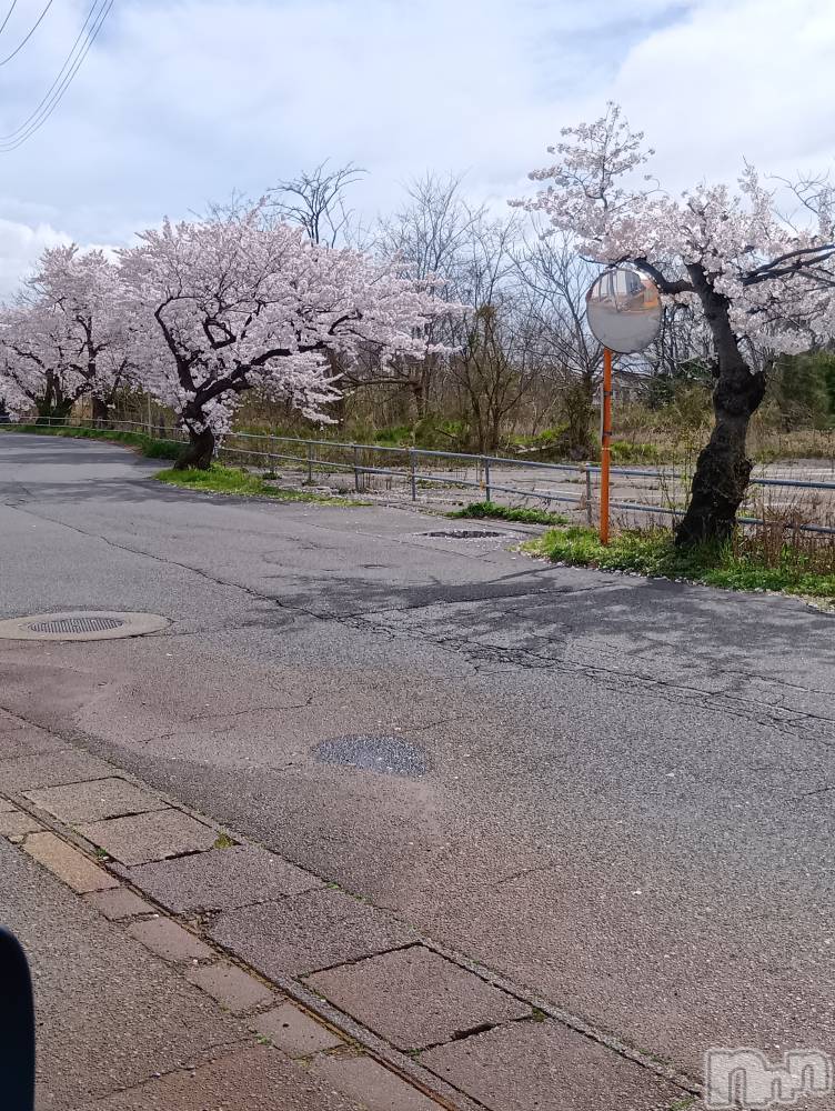 新潟デリヘルデリヘル新潟(デリヘルニイガタ) 体験入店/ゆな(27)の4月9日写メブログ「桜🌸綺麗」
