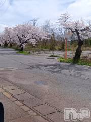 新潟デリヘルデリヘル新潟(デリヘルニイガタ) 体験入店/ゆな(27)の4月9日写メブログ「桜🌸綺麗」
