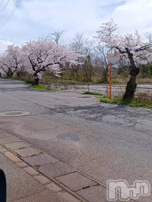 新潟デリヘル デリヘル新潟(デリヘルニイガタ) 体験入店/ゆな(27)の4月9日写メブログ「桜🌸綺麗」