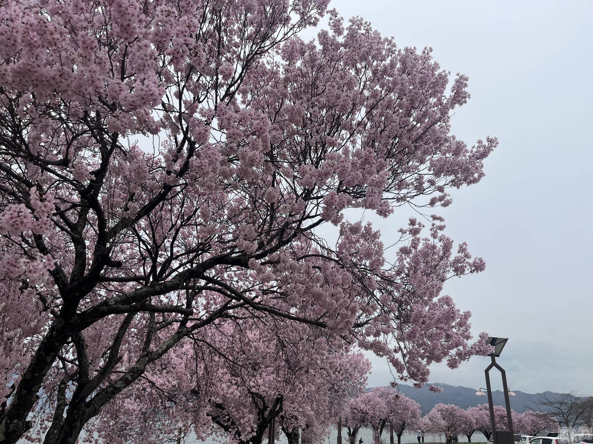 ��ˬ����Х��顦����֥���� �ץ���� ��ˬ(����� �ץ���� ����) ��2026ǯ4��7���̥�֥�����❣️��