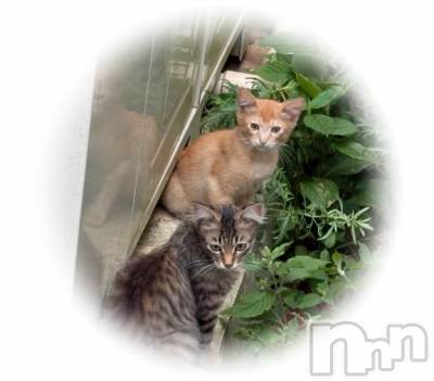 新潟ソープ 新潟バニーコレクション(ニイガタバニーコレクション) リリカ(24)の11月16日写メブログ「4日目✨」