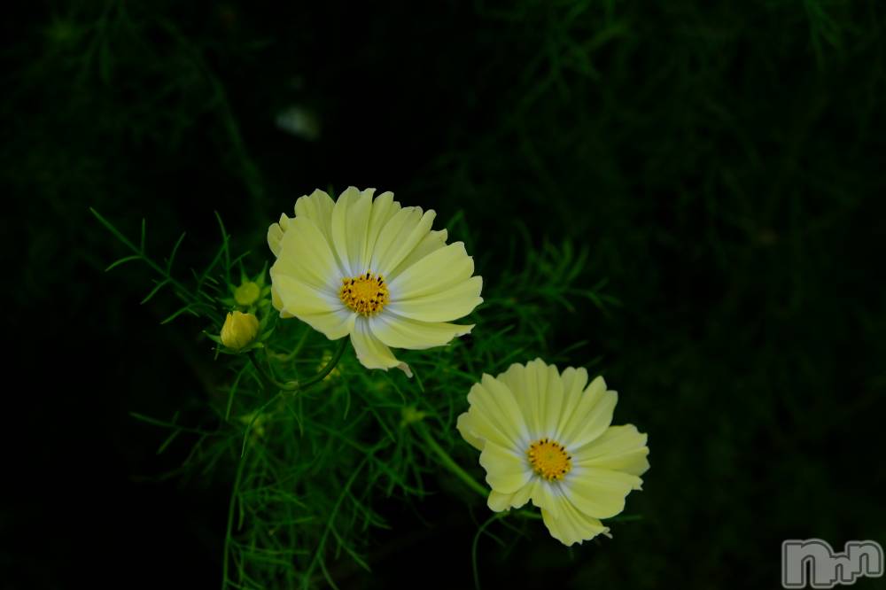 ĮХ顦Daphne(ե) ƣ1025̥֥ߤε🐰🍂