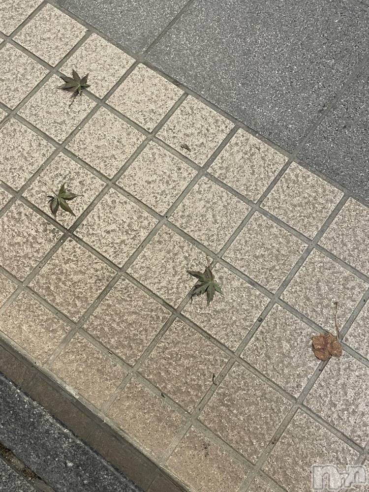 ĮХ顦Daphne(ե) ƣ1113̥֥֤ߤ🍁