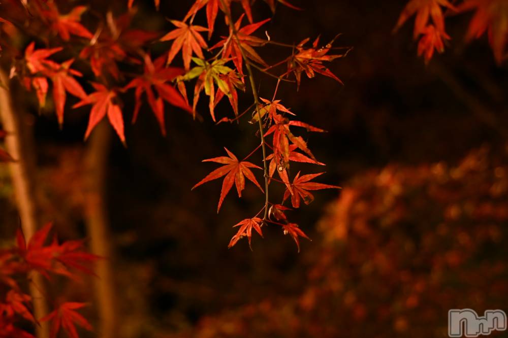 ĮХ顦Daphne(ե) ƣ1117̥֥֤äȤ֤ˡġ